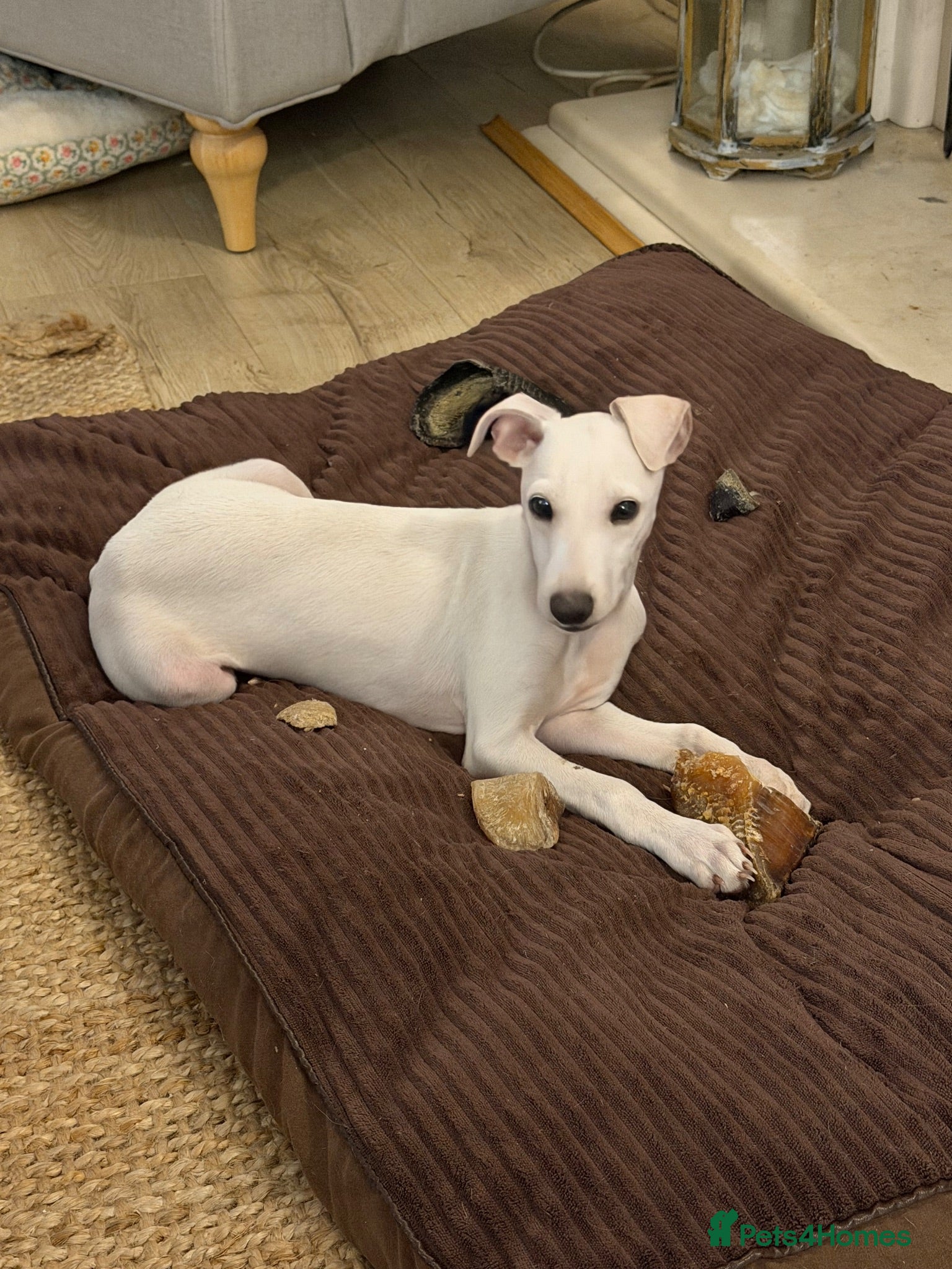 Italian Greyhound dogs 🐾Fully vaccinated stunning male ready to go🐾 - Advert 2