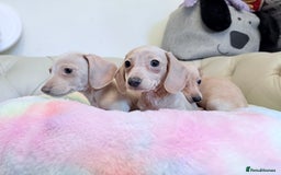 Miniature Dachshund dogs for sale: Miniature Dachshund 5 Star ⭐ Licensed Breeder - Image 11