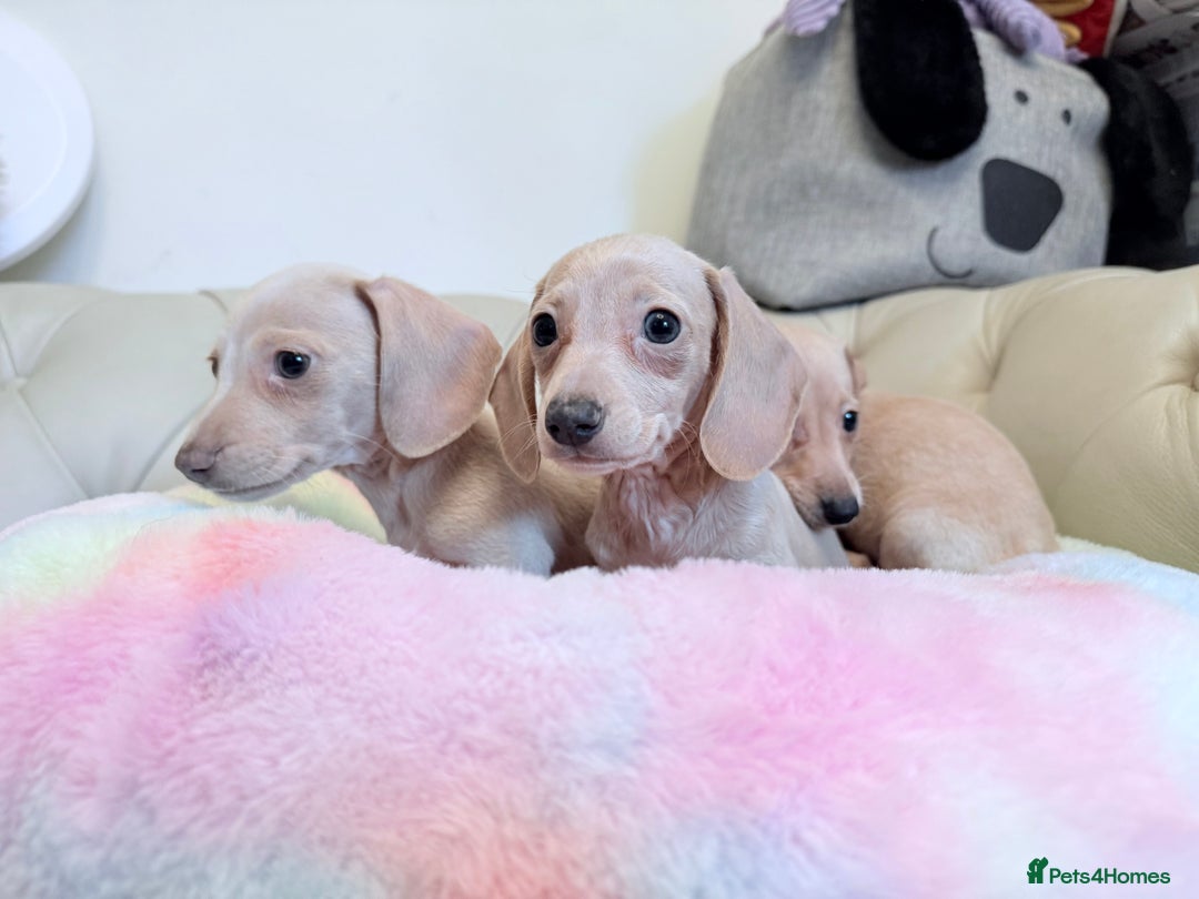 Miniature Dachshund dogs for sale: Miniature Dachshund 5 Star ⭐ Licensed Breeder - Image 11