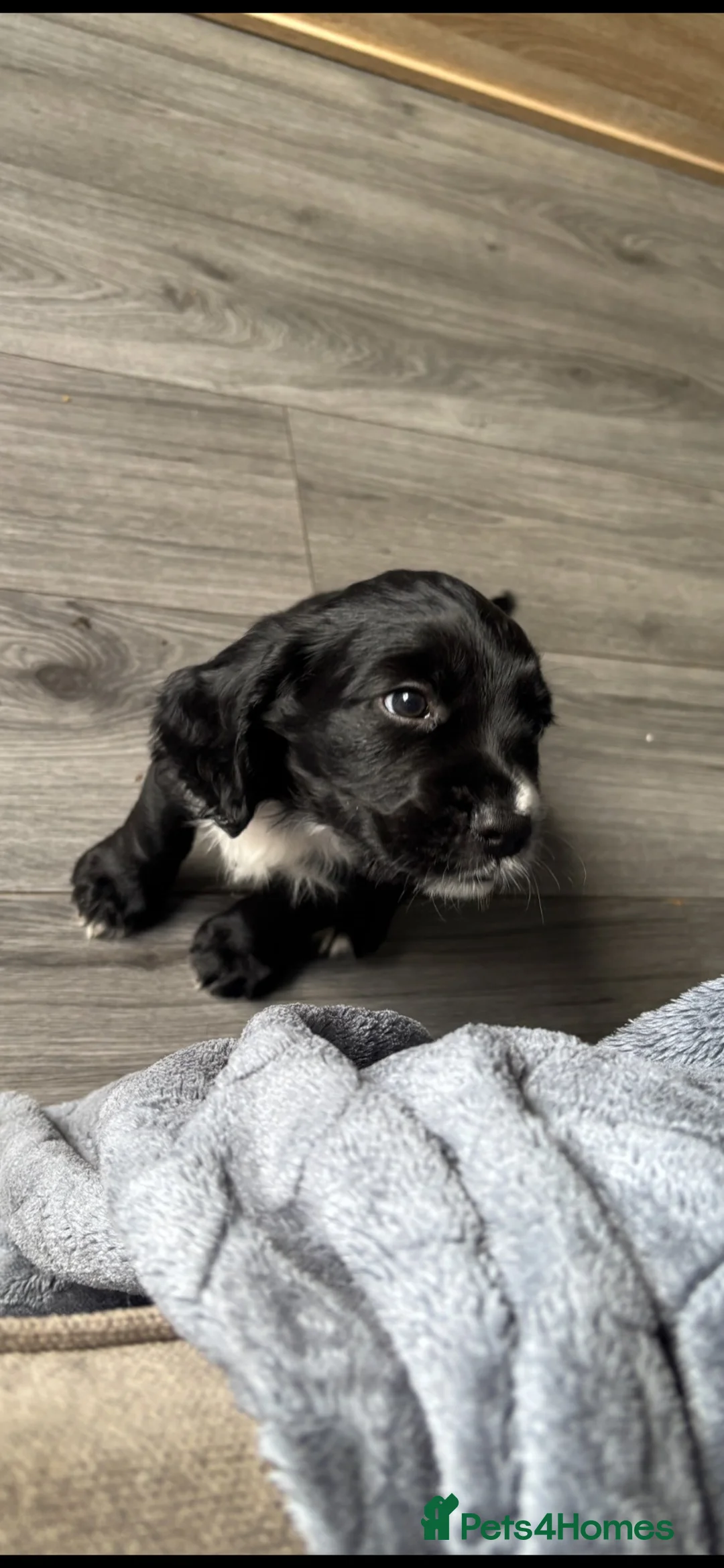 English Springer Spaniel dogs for sale: MISS LOTTIE in Leigh - Advert 10