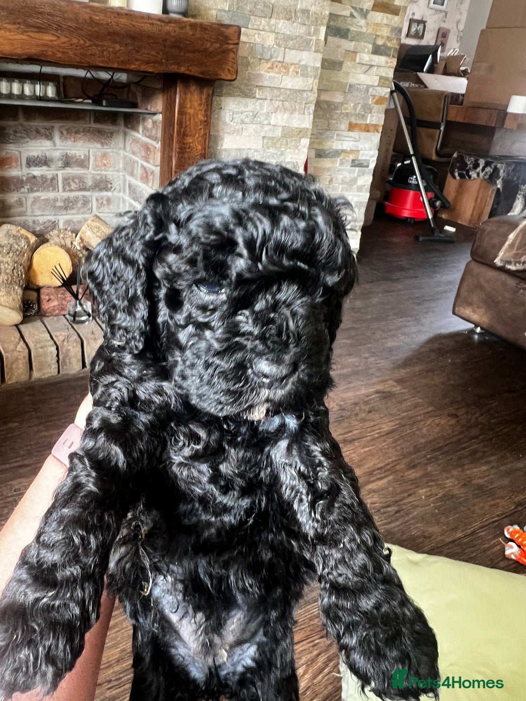 Cockapoo dogs for sale: Reduced!!! Last 2 ready now, F1B Cockapoos in Whitley Bay - Image 13