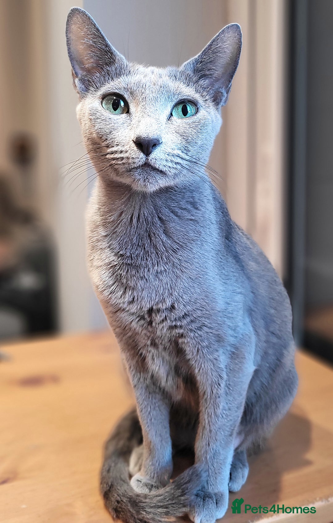 Russian Blue cats for sale: Pure Russian Blue kittens for sale  - Advert 2