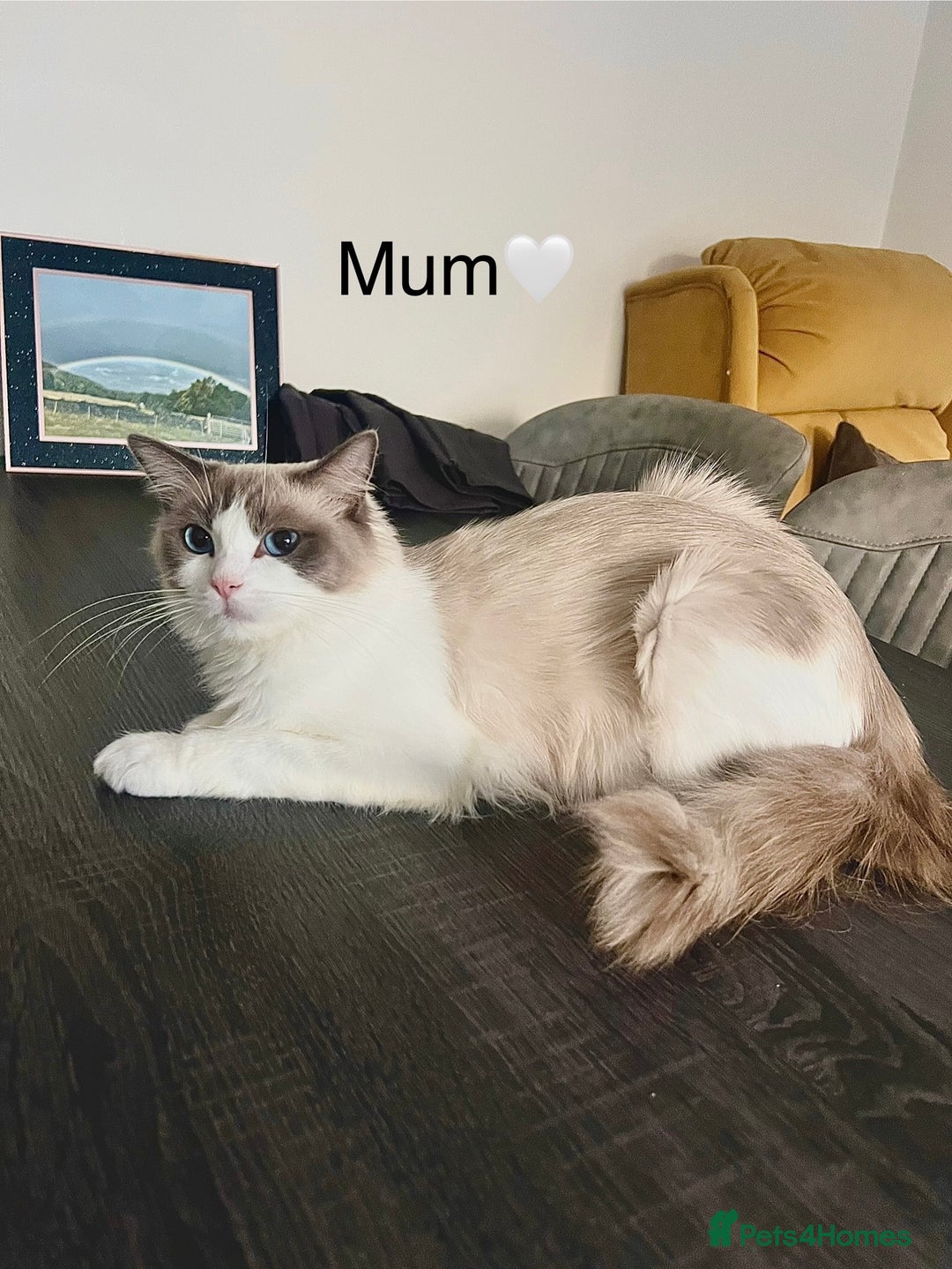 Ragdoll cats for sale: 💜2 Beautiful blue bi-colour ragdoll girls🩷 - Image 8