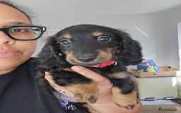 Miniature Dachshund dogs for sale: READY NOW. Rare long haired miniature dachshunds - Image 10