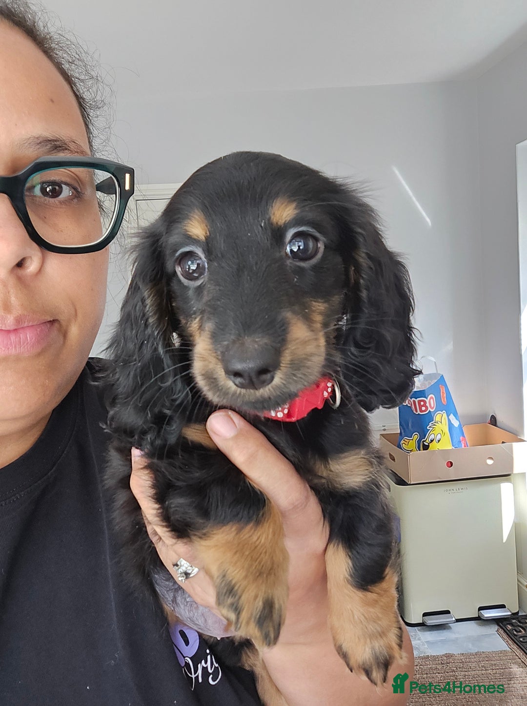 Miniature Dachshund dogs for sale: READY NOW. Rare long haired miniature dachshunds - Image 10