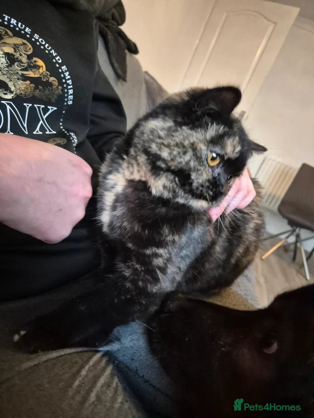 Selkirk Rex cats for sale: Pedigree tica reg black tortie neutered  - Advert 3