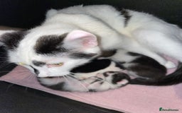 British Shorthair cats for sale: Beautiful litter of 3 .  - Image 2