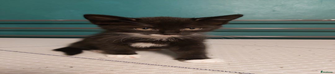 Kitten 3