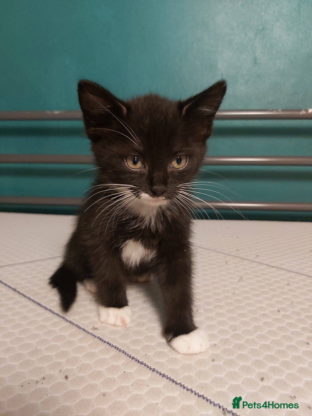 Mixed Breed cats for sale: 4 kittens ready for loving homes - Image 9