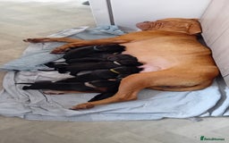 Mixed Breed dogs for sale: Stunning dogue de Bordeaux X cane corso - Image 1