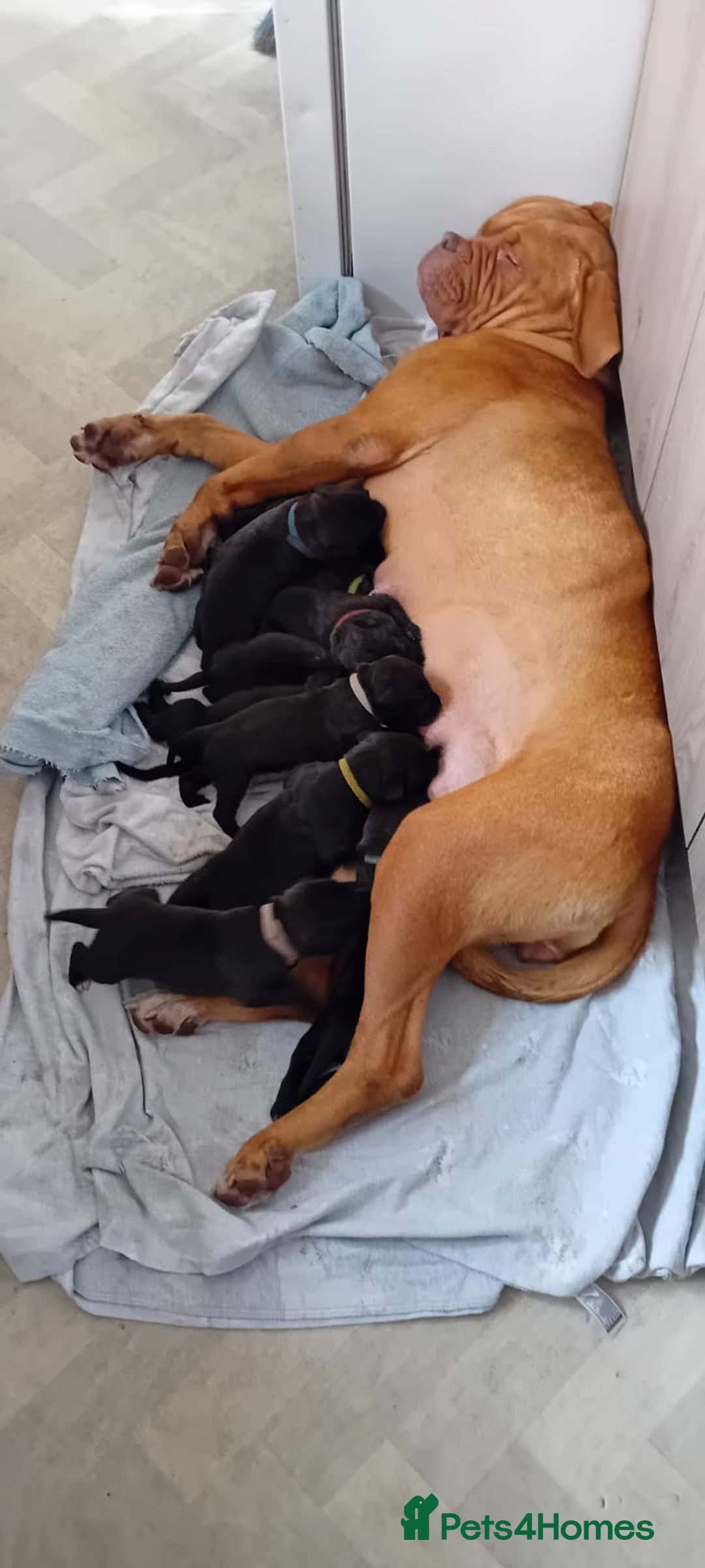 Mixed Breed dogs for sale: Stunning dogue de Bordeaux X cane corso - Image 1
