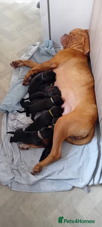 Mixed Breed dogs - Advert 6