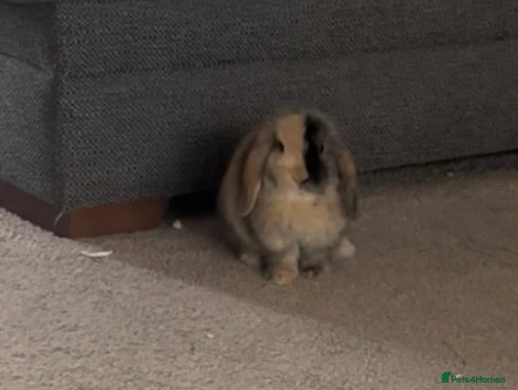Mini Lop rabbits Male Mini lop - Advert 1