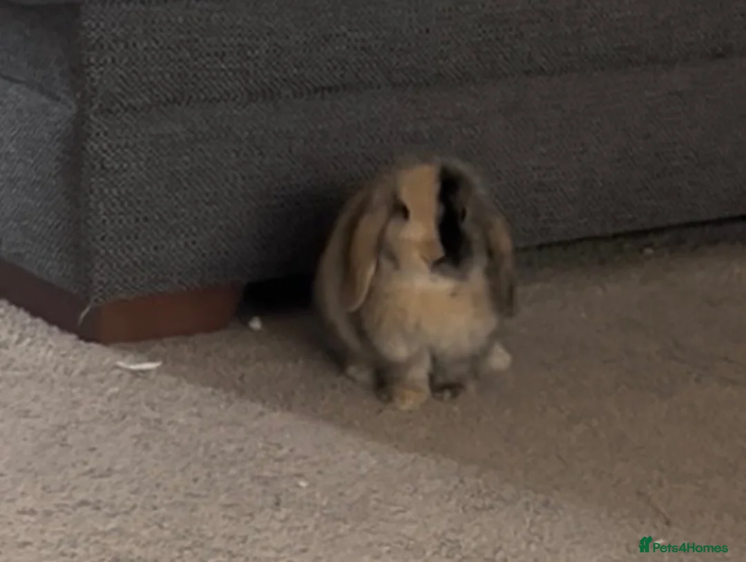 Mini Lop rabbits for sale: Male Mini lop - Advert 1