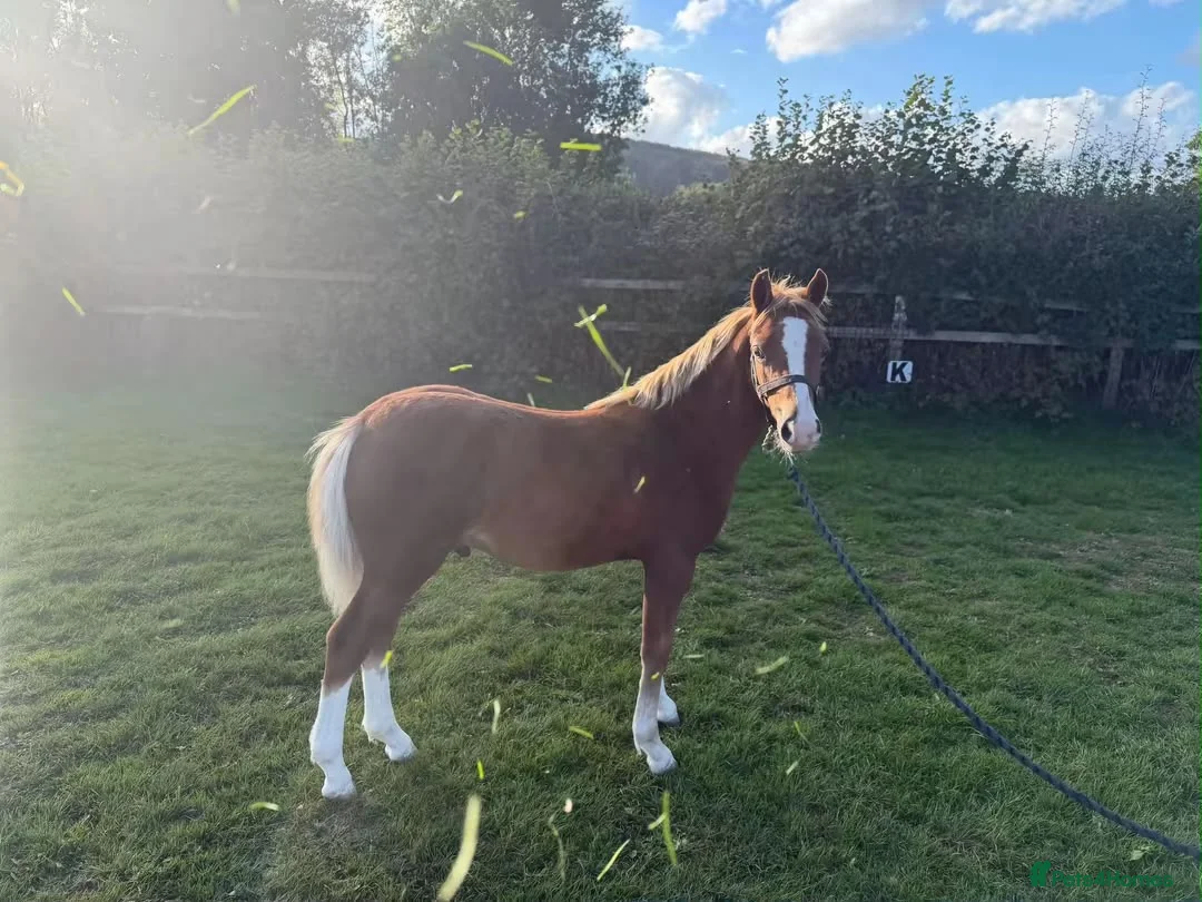 Welsh Section C horses for sale: Section C colt foal  - Advert 2