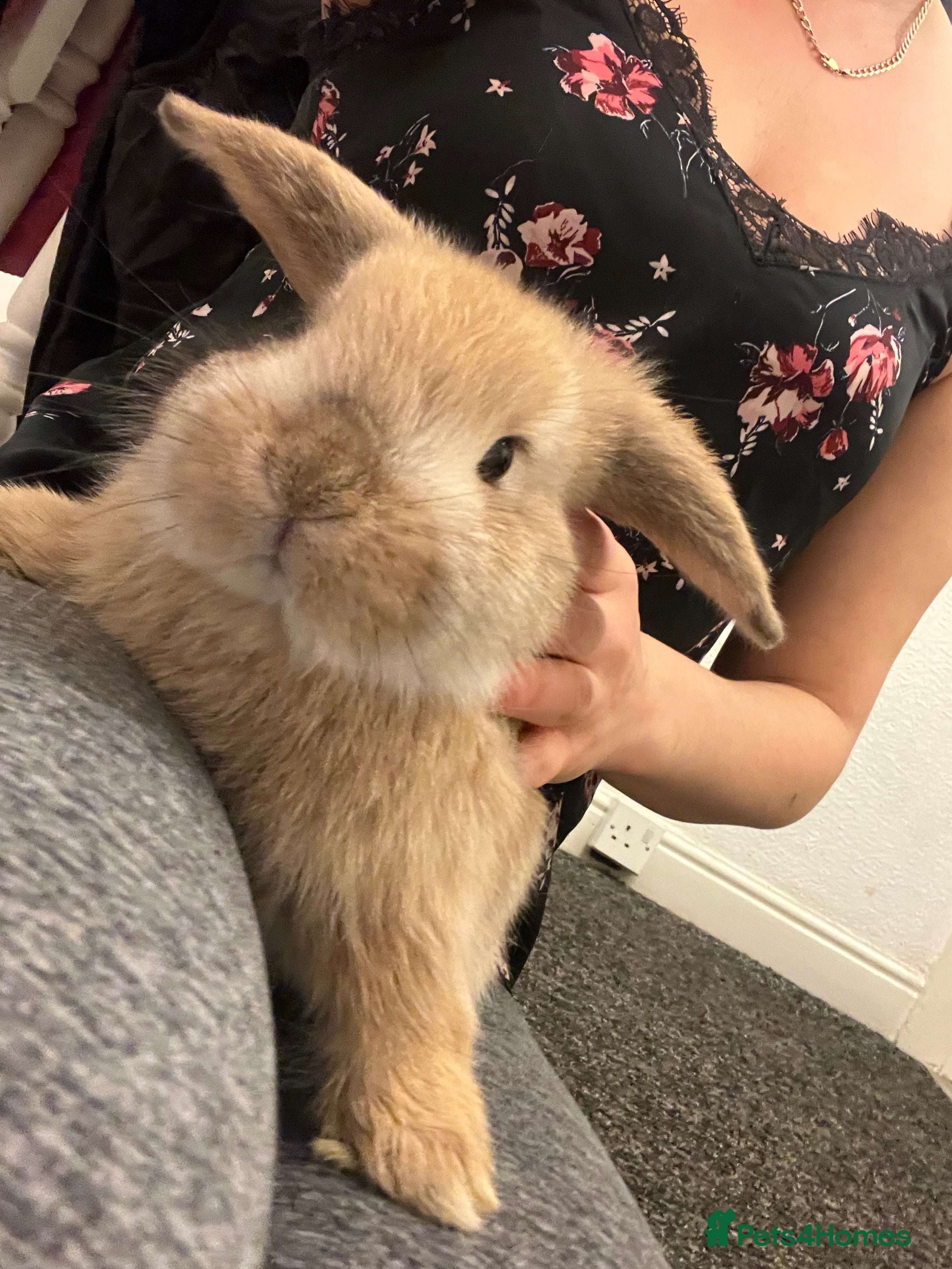 French Lop rabbits Little bunny’s  - Advert 9