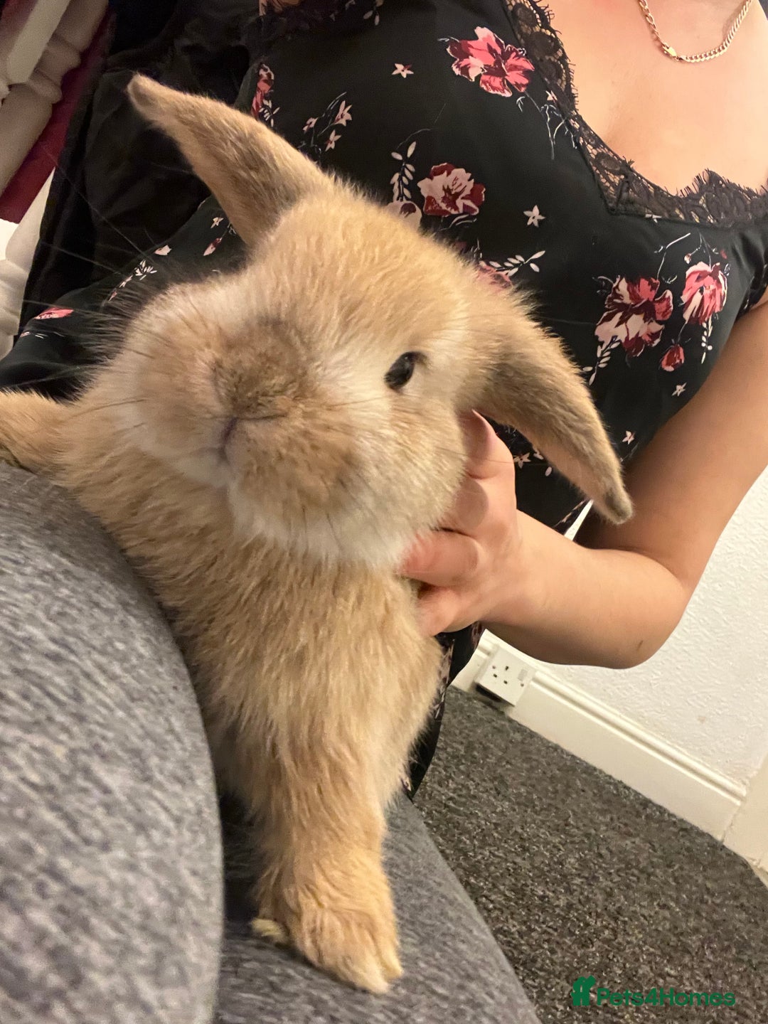 French Lop rabbits for sale: Little bunny’s  - Advert 1