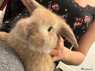 French Lop rabbits Little bunny’s - Advert 2