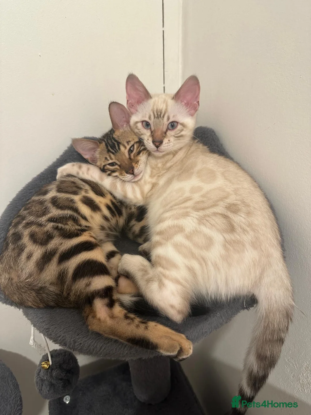 Bengal cats for sale: 1 female pure bengal kitten left !!!! - Advert 1