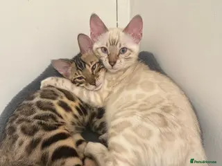 Bengal cats 1 female pure bengal kitten left !!!! - Advert 1