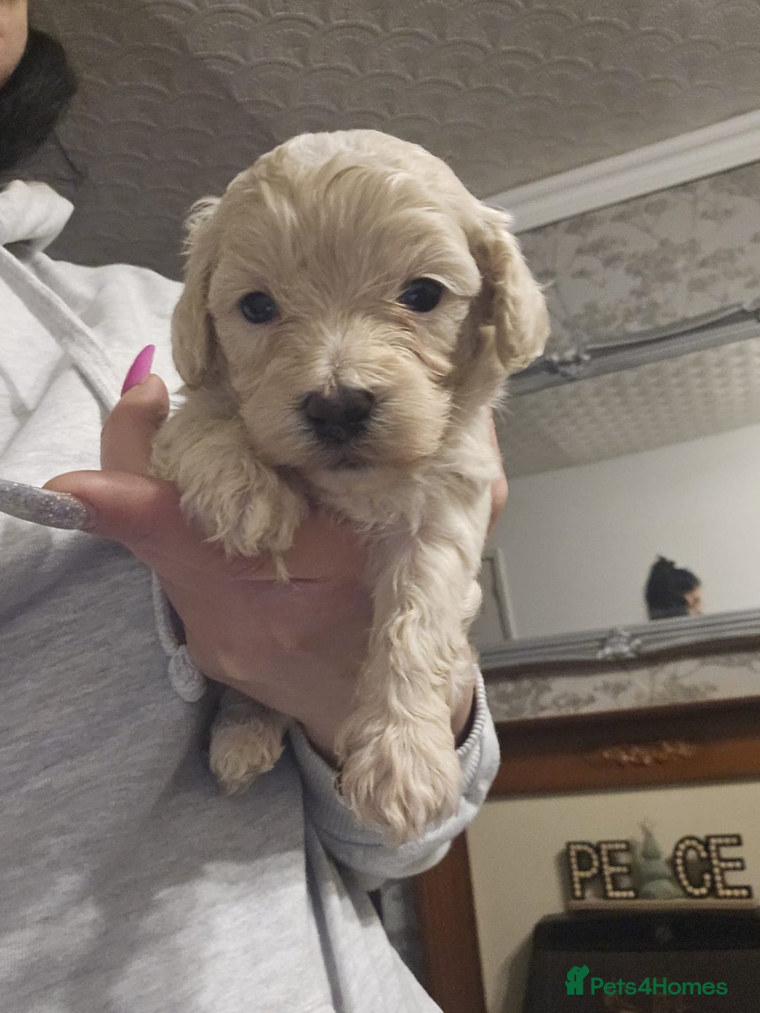 Maltipoo dogs for sale: Korean maltipoo luxury teddy 3 boys  - Advert 9