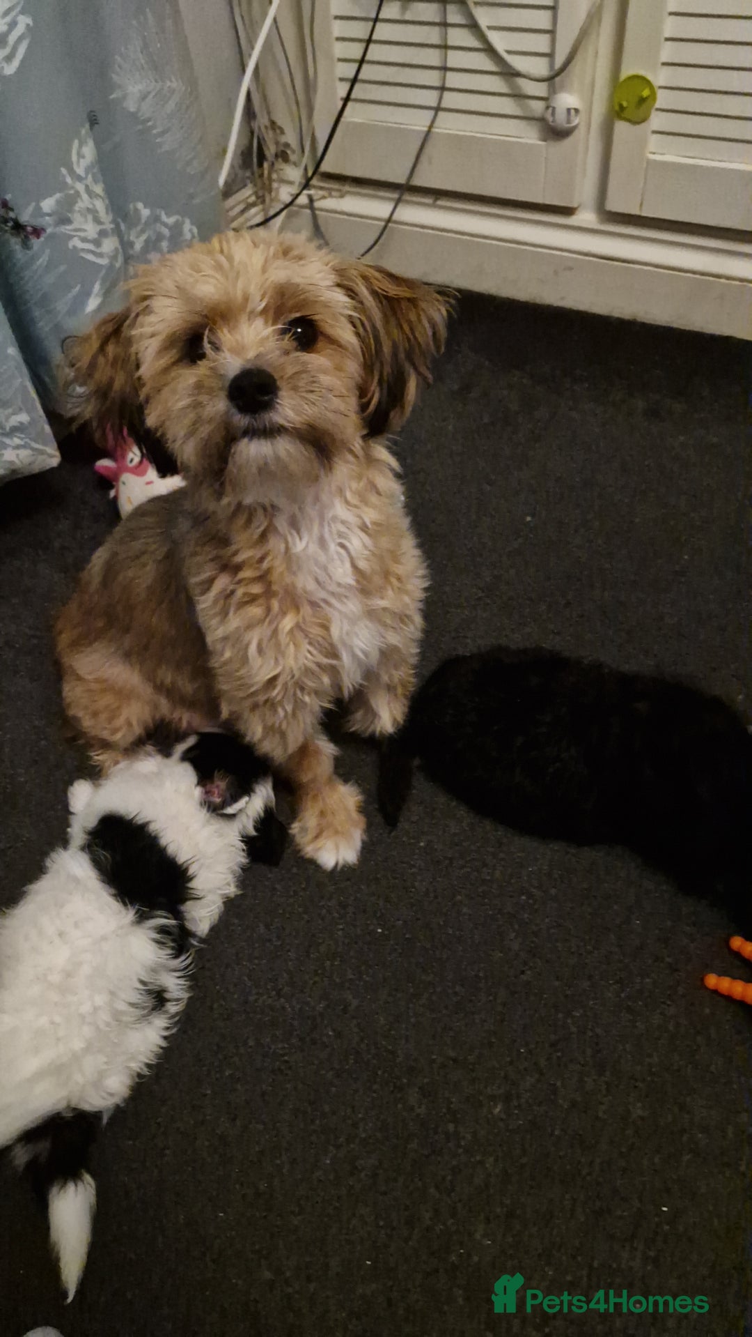 Mixed Breed dogs for sale: Stunning maltipoo x pug baby  - Advert 9