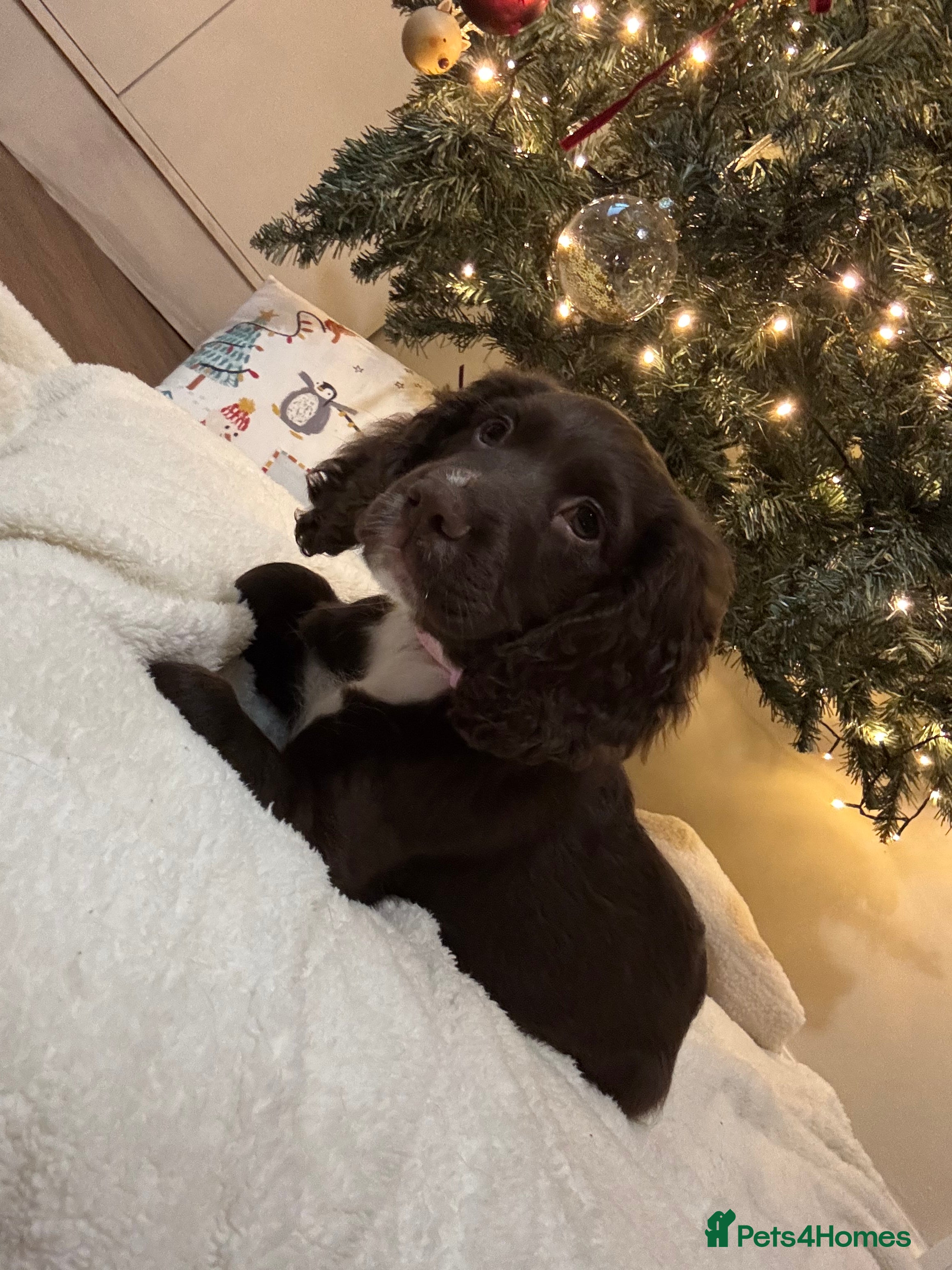 Cocker Spaniel dogs Cocker spaniel - Advert 3