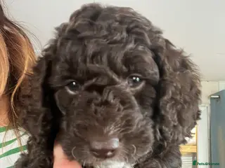 Cockapoo dogs 2 beautiful chocolate cockapoo babies - Advert 17