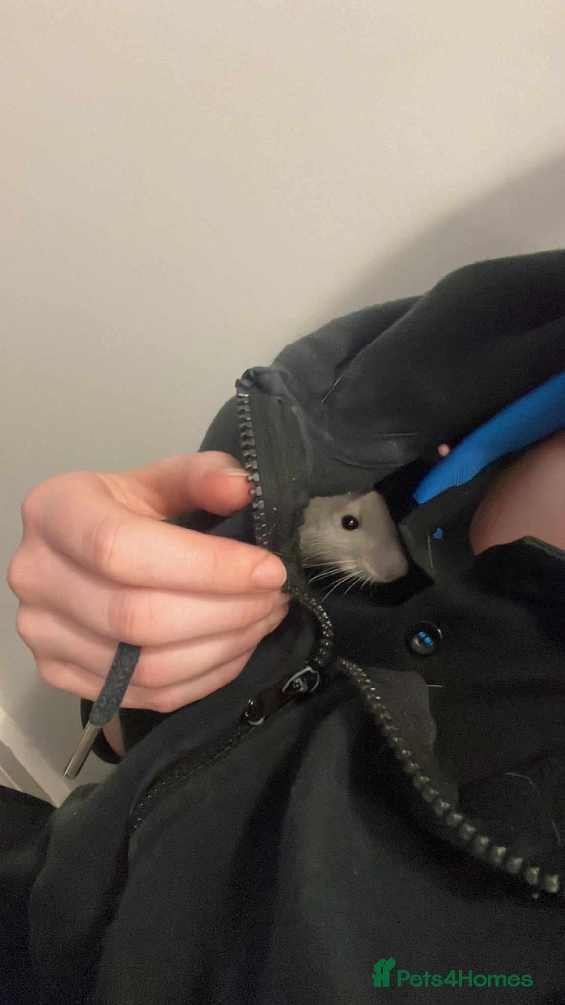 Rat rodents for sale: Four lovely rats looking for a forever home  - Advert 7