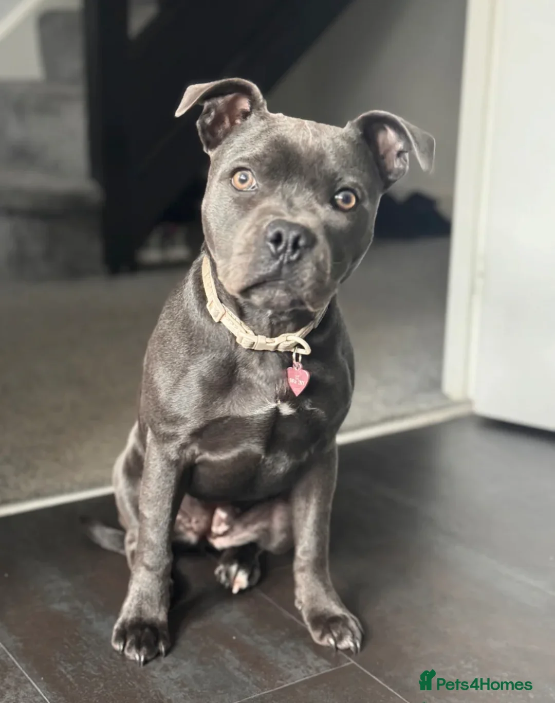 Staffordshire Bull Terrier dogs for sale: Beautiful Blue Staffordshire Girl Puppy in Bristol - Advert 1