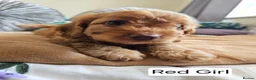 Cavapoo dogs for sale: Outstanding Cavapoo Puppies  - Advert 24