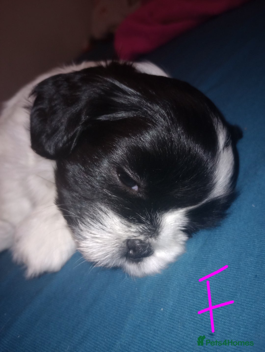 Shih Tzu dogs for sale: Adorable shih-tzu puppies - Advert 20
