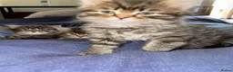 Scottish Fold cats for sale: 5 beautiful Scottish Fold / British Longhair in Westcliff-on-Sea - Advert 14