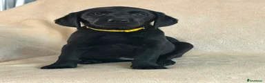 Labrador Retriever 1