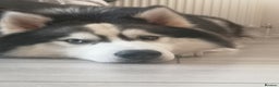 Siberian Husky dogs for sale: Siberian Huskies 1 Male 4 Female - Advert 3
