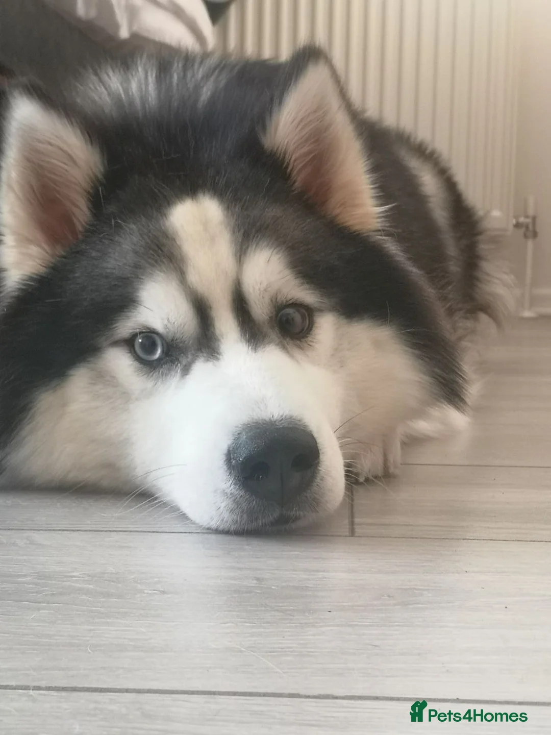 Siberian Husky dogs for sale: Siberian Huskies- BIG and WOOLY (4 Female, 1 Male) - Advert 4