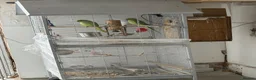 Ringnecks birds for sale: Male and female indian ringneck parrot.  - Advert 4
