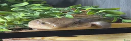 Skink reptiles for sale: Northern blue tongue skink - Advert 2