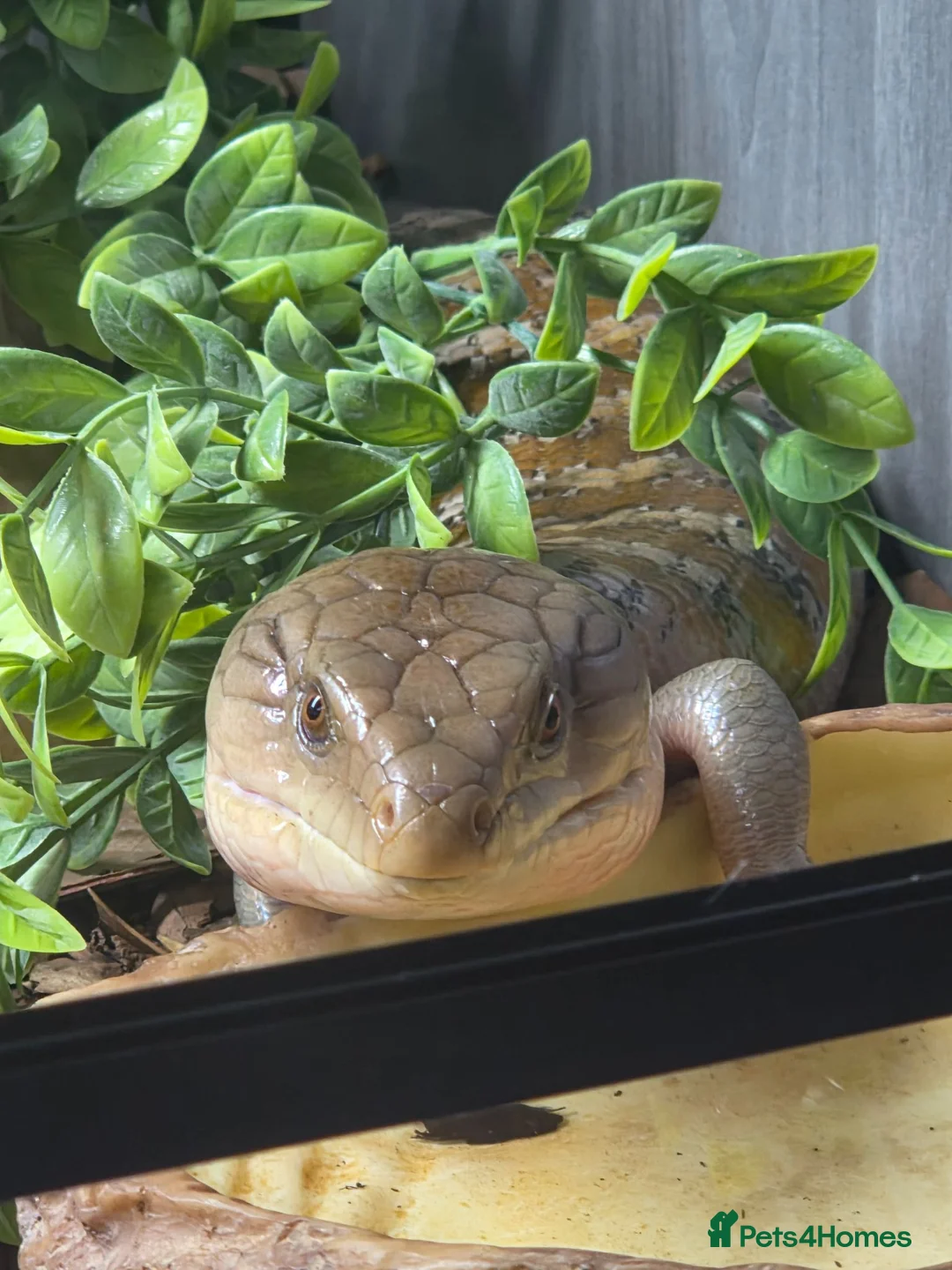 Skink reptiles for sale: Northern blue tongue skink - Advert 2