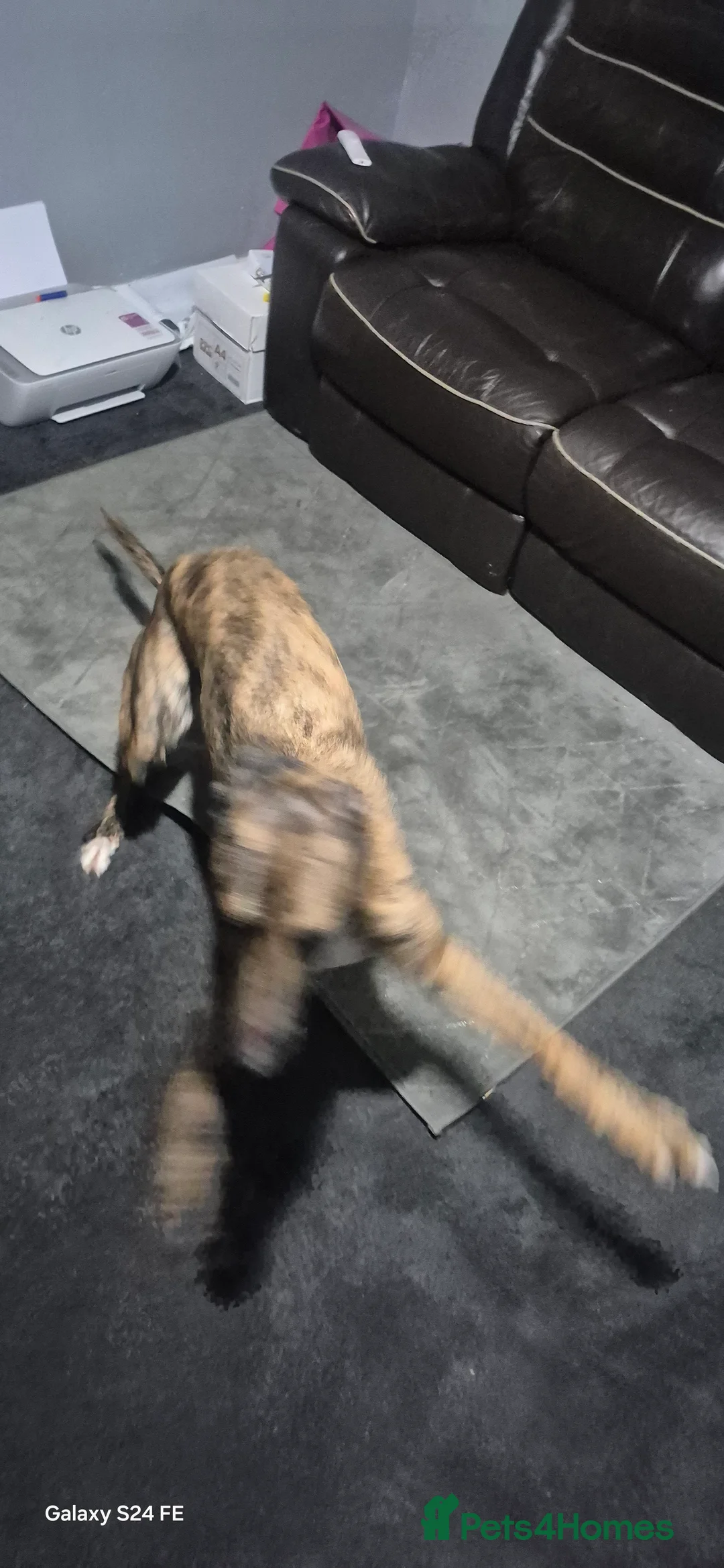 Lurcher dogs for sale: 1 year old lurcher  - Advert 5