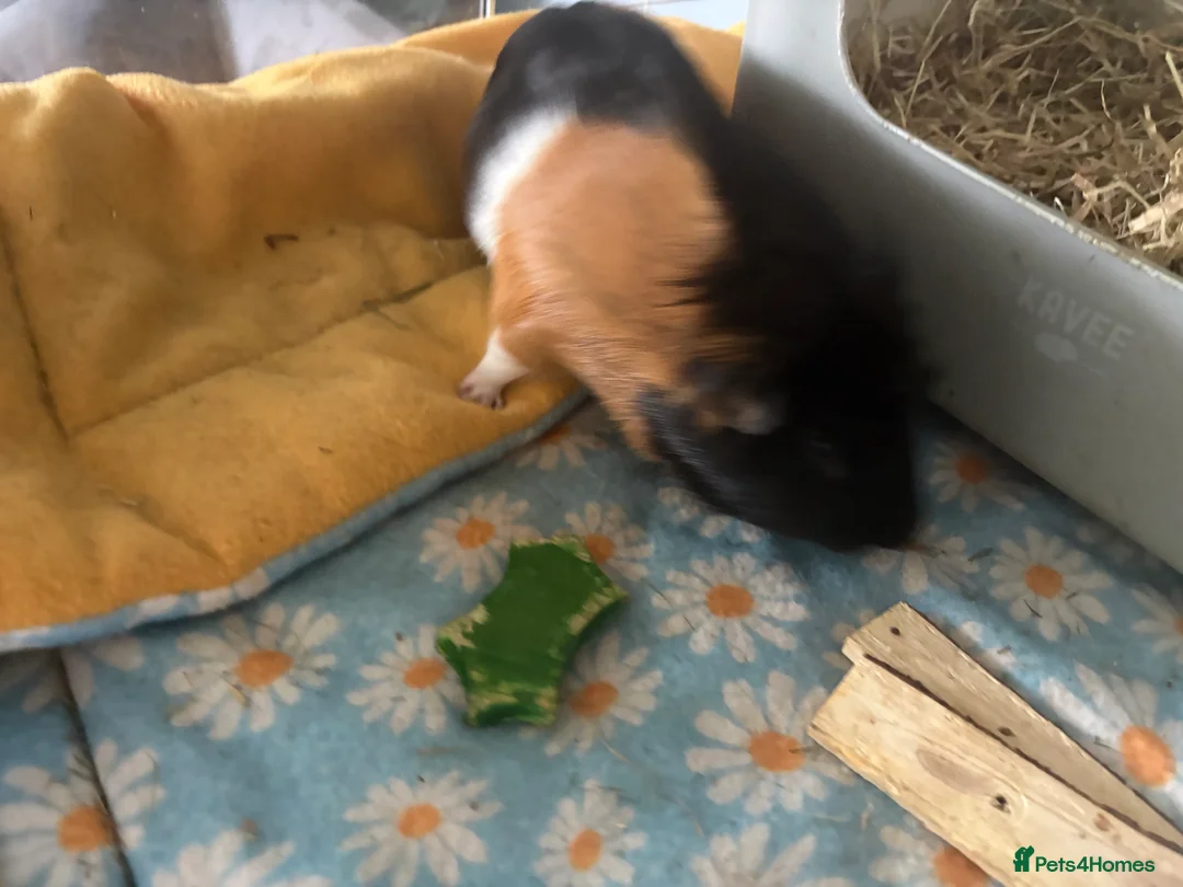 Guinea Pig rodents for sale: 2 male guinea pigs in Chelmsford - Advert 3