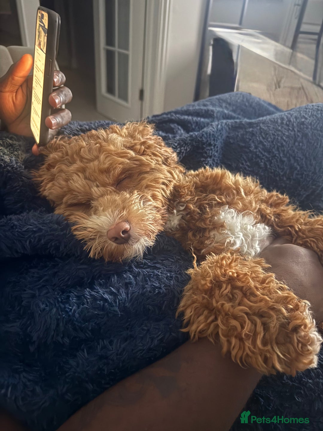 Mini Goldendoodle dogs for sale: 2-Year-Old Mini Goldendoodle  🐾 - Image 4