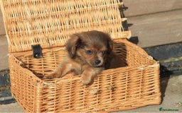 Mixed Breed dogs for sale: Chiweenie Puppies For Sale  - Image 9