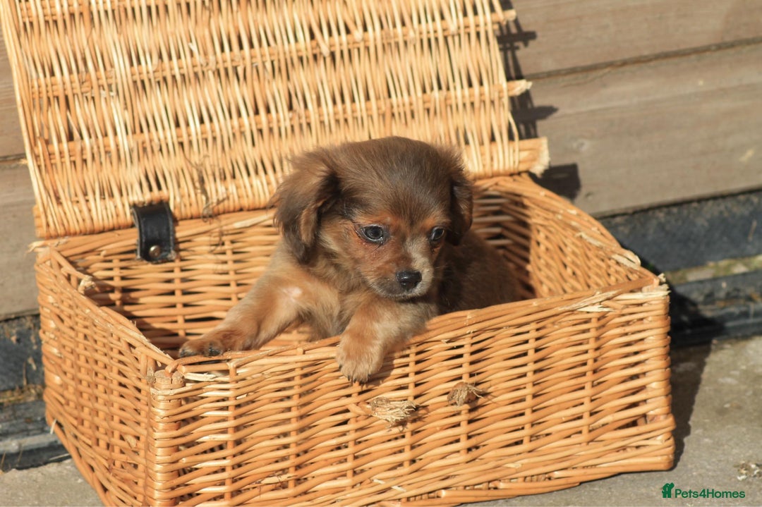 Mixed Breed dogs for sale: Chiweenie Puppies For Sale  - Image 9