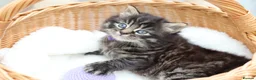 Mixed Breed cats for sale: Adorable Kittens - Advert 15