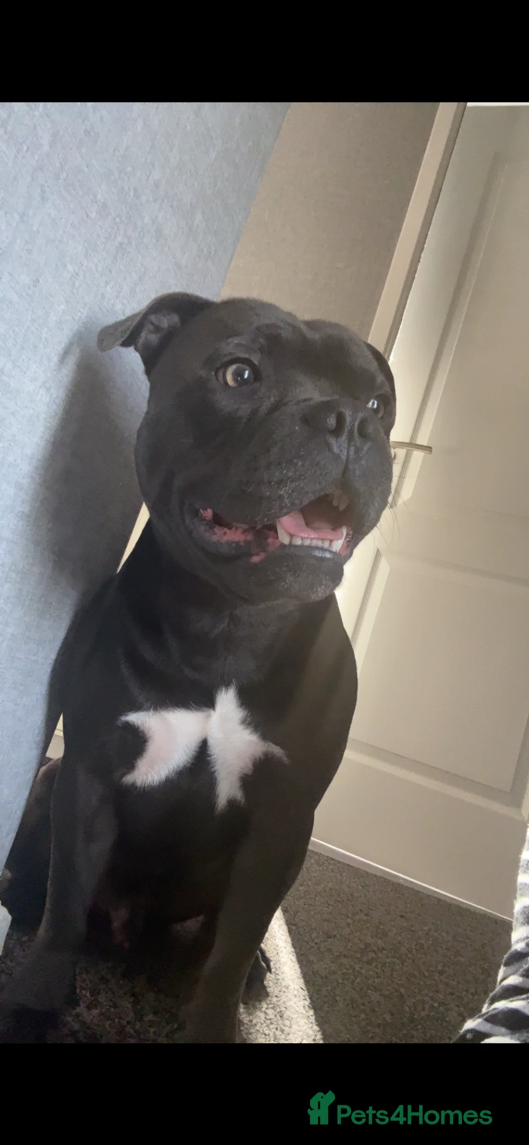 Staffordshire Bull Terrier dogs for stud: looking to stud in Dundee - Advert 1