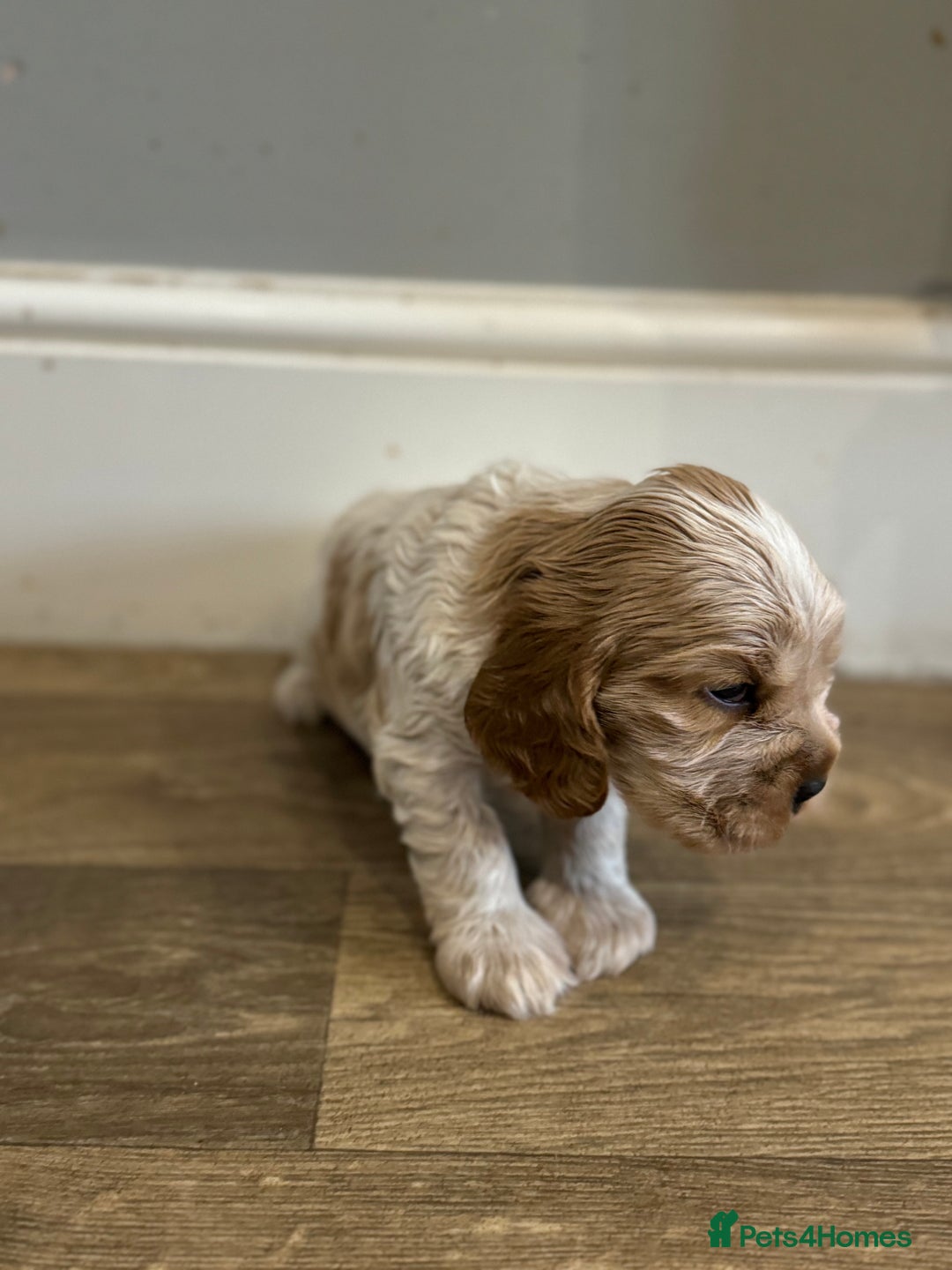 Cocker Spaniel dogs for sale: Exceptional litter of Show Type Cocker Spaniels - Advert 19