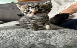 Domestic Shorthair cats for sale: 6 beautiful kittens available  - Image 14