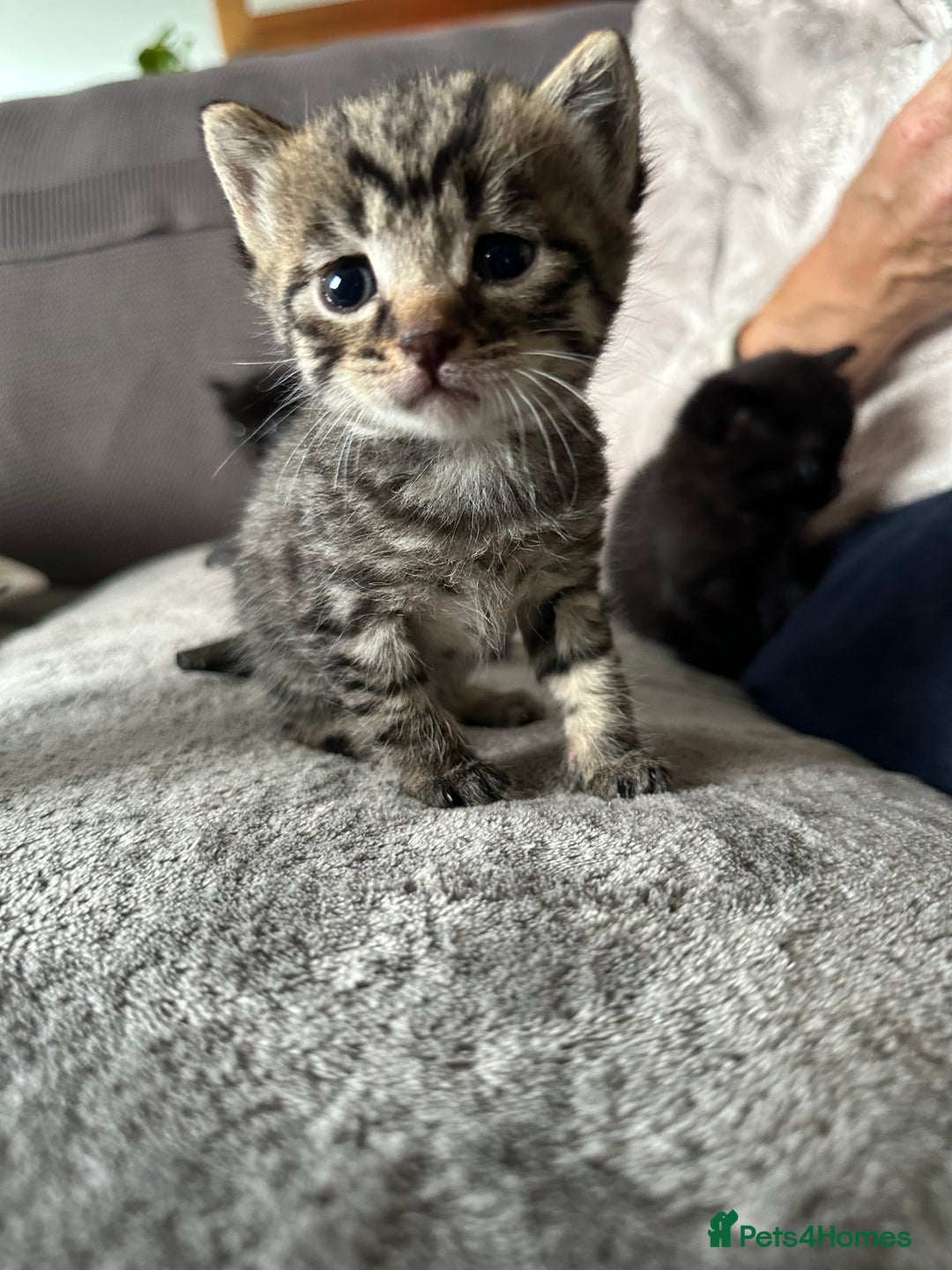 Domestic Shorthair cats for sale: 6 beautiful kittens available  - Image 14