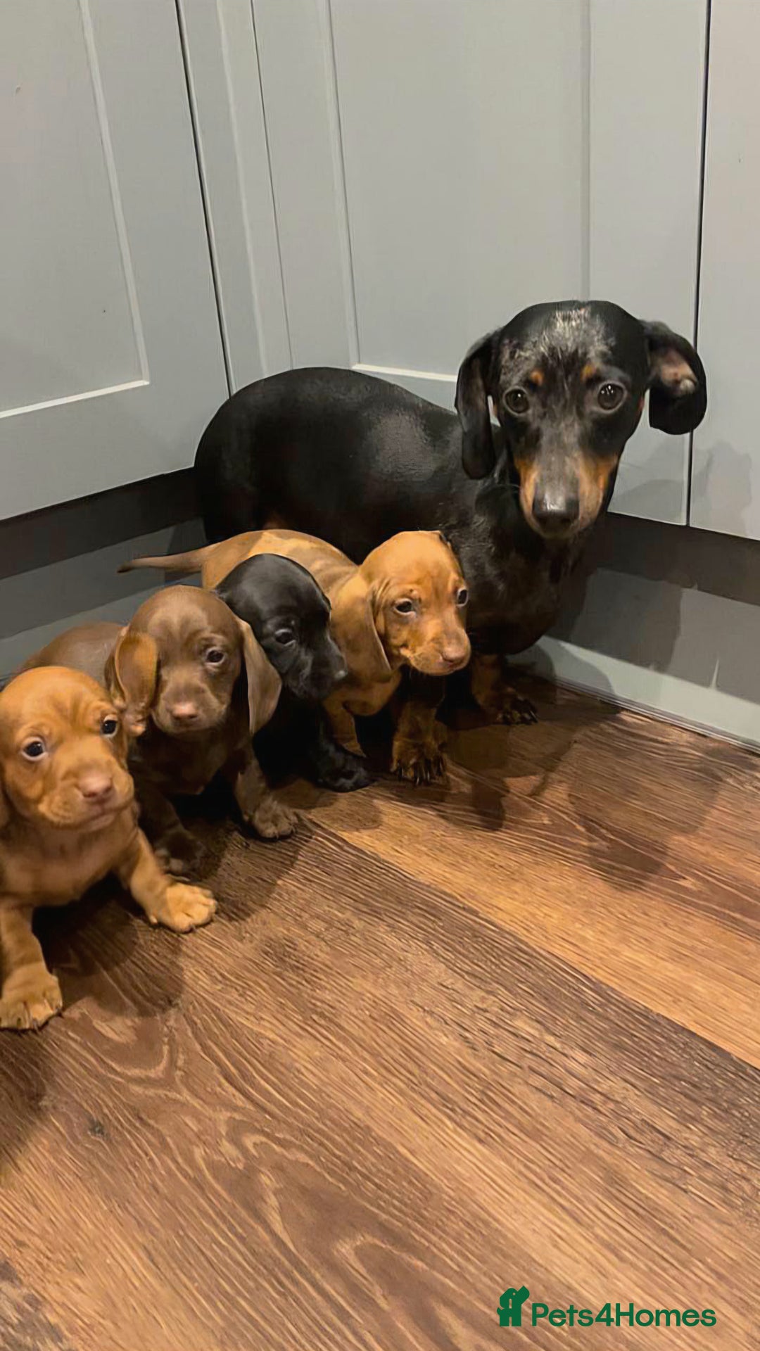 Miniature Dachshund dogs for sale: Miniature Dachshund puppies  - Advert 1